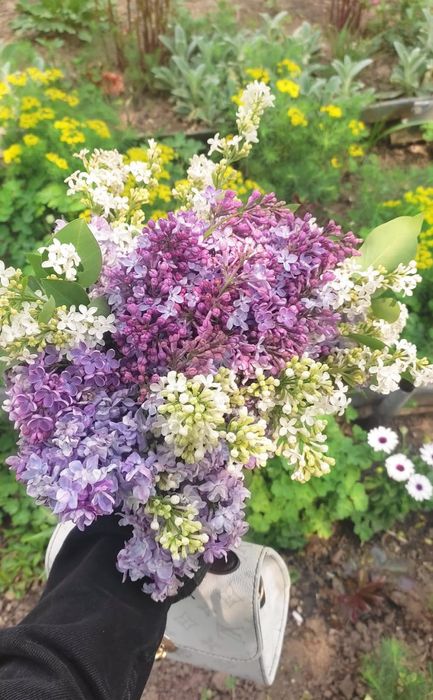 Букеты сирень бронь