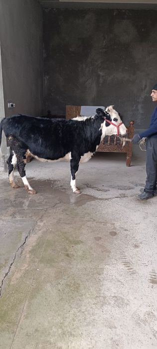 Гунажин сотилади