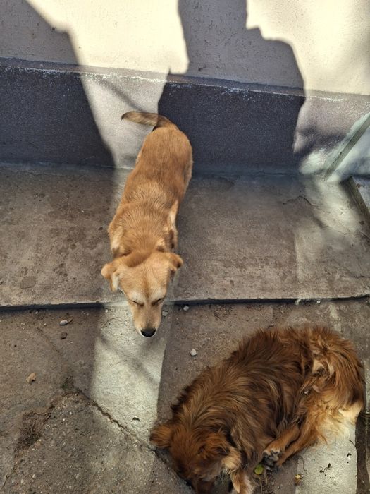 Donez căței aprox. 5-6 luni, talie mică.