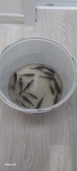 Живец, район КШТ