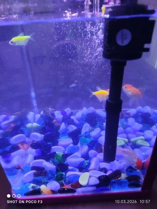 Аквариум 18-литр олинганига 1-ойхам болмади