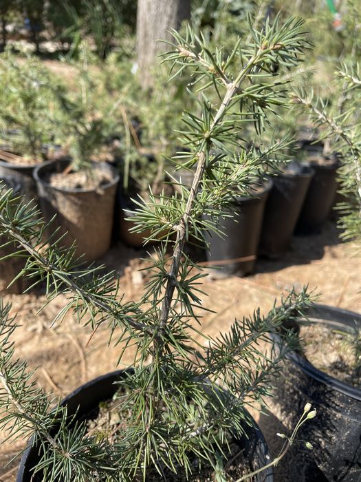 Атласки кедър