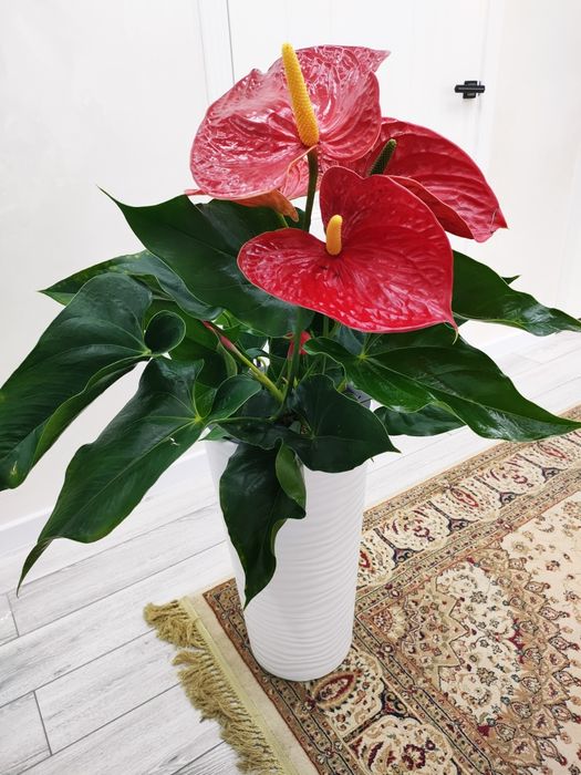 Комнатные цветы, доставка