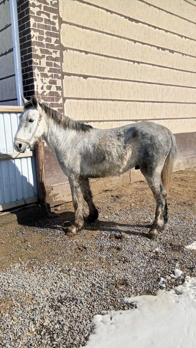 Көк Айғыр 6 жасар