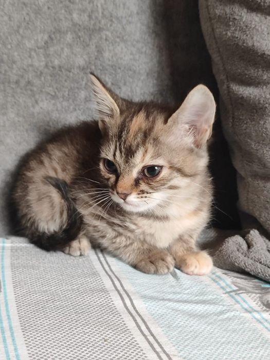 Отдам котята Бауырластар 2
