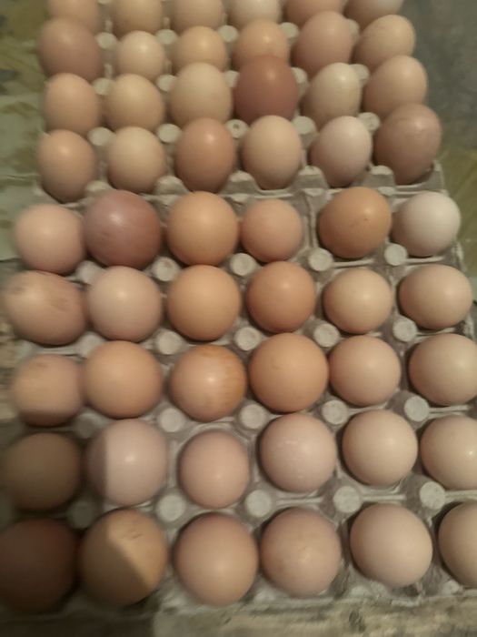 Vand oua gaini de casa