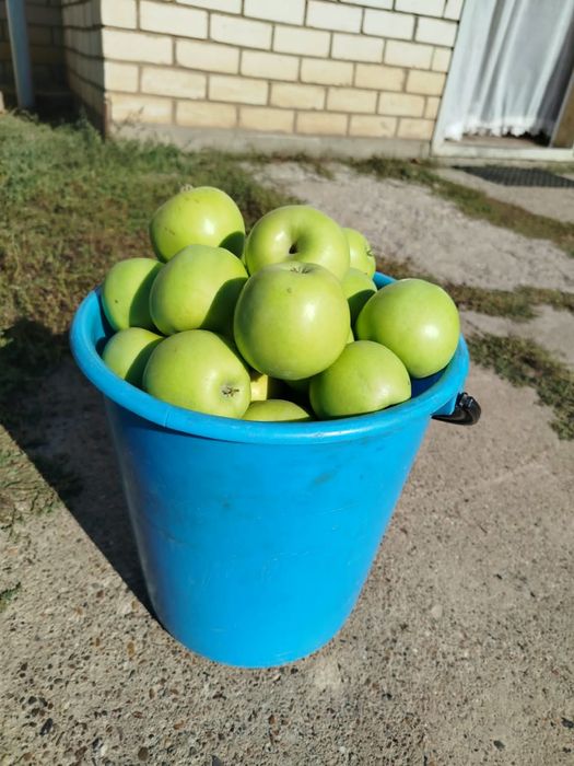 Продам яблоко домащнее из сада