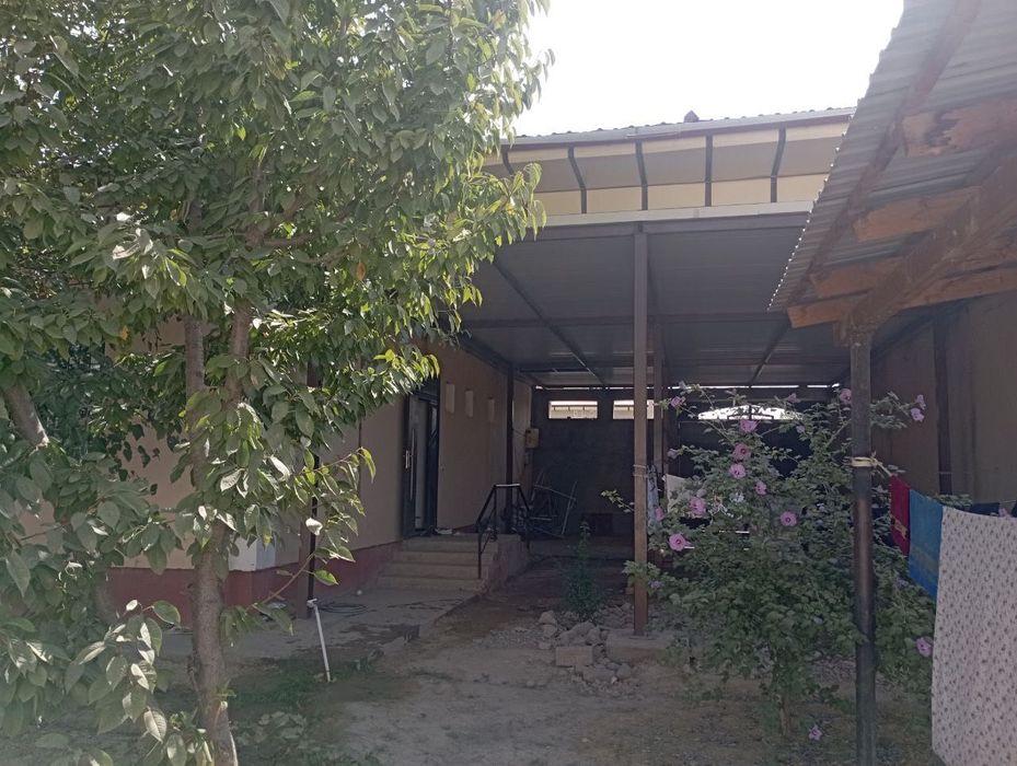 Kotej Hovli(Orienter Solnichniy)