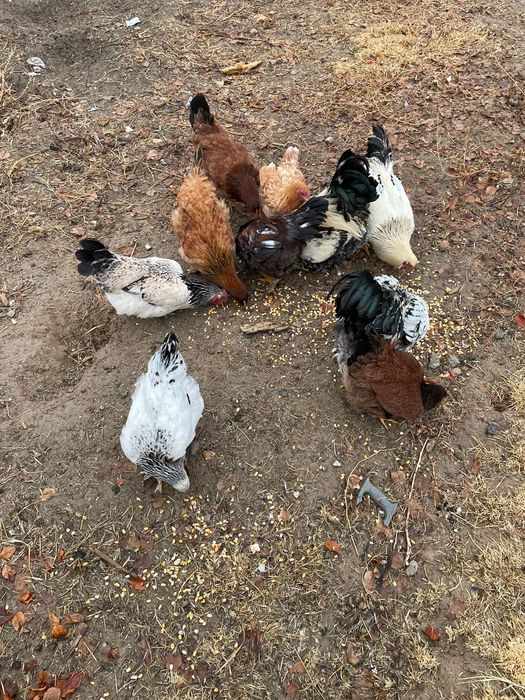 Тауықтар сатылады