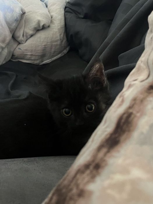 Кошечка даром в хорошие руки)