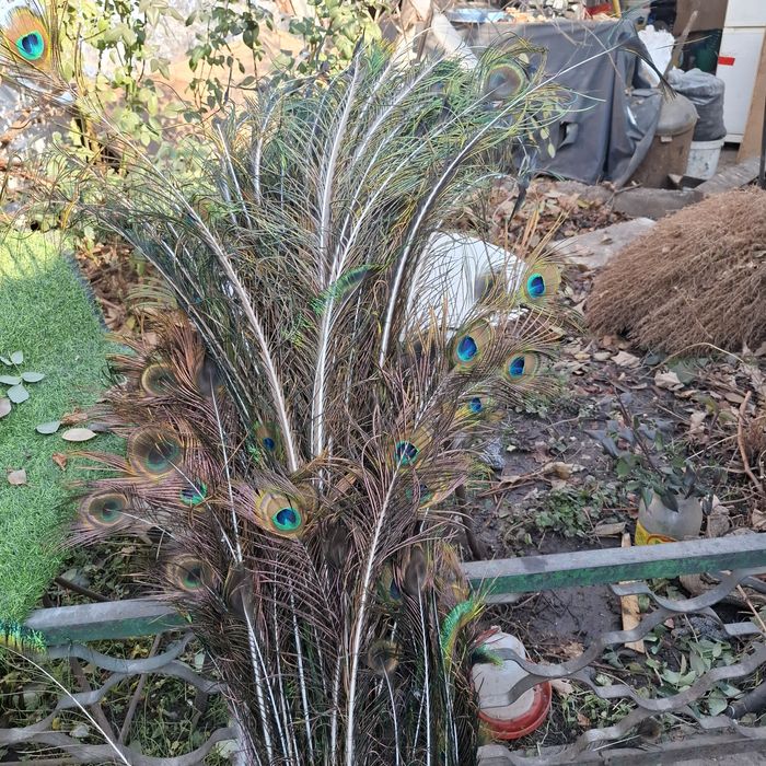 Продам перья павлина!