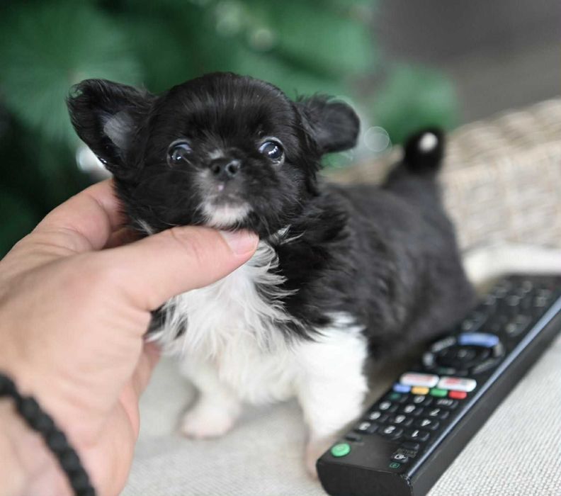 Мъжко дългокосместо мини чихуахуа