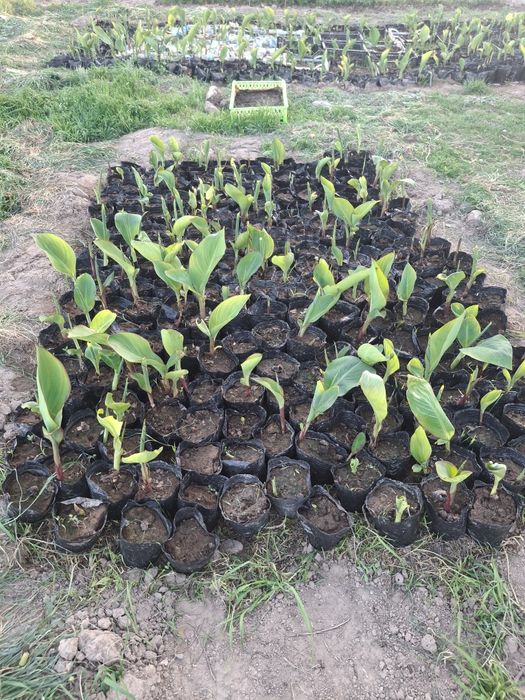 Цветы --   Канны