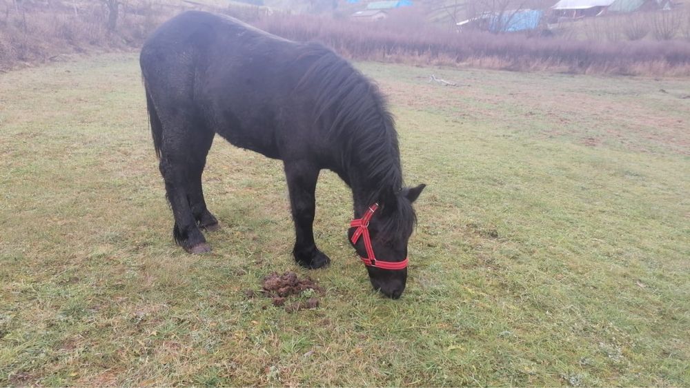 Manza de 1 an vanare