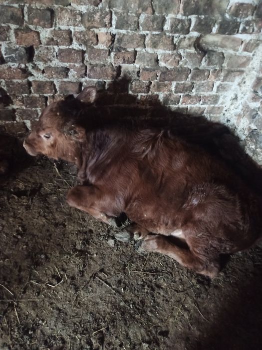 Vând vițel (junică) și vițel
