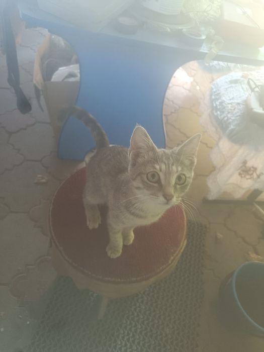 Марғау тегін берем