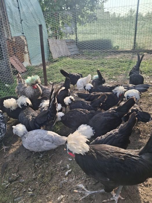 Motate olandeze, curcani negri cocosei rasa mixta  si cocosii italiana argintie vânzare..
