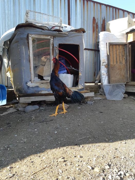 Бойцовие петушки