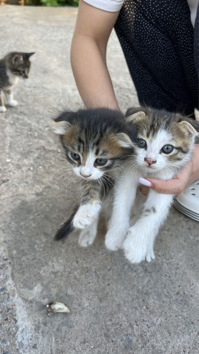 Мышық сатылады