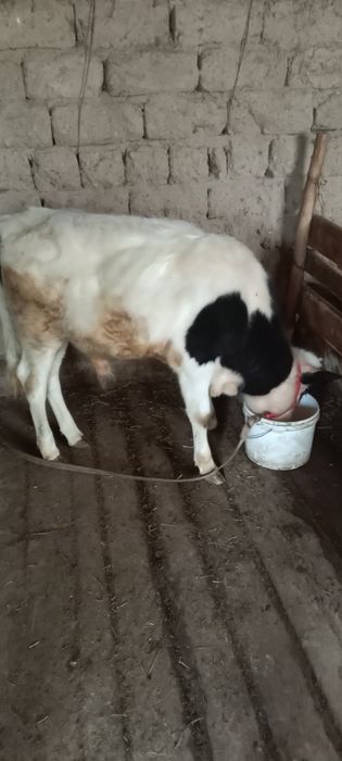 7-8 айлық бычок сатылады