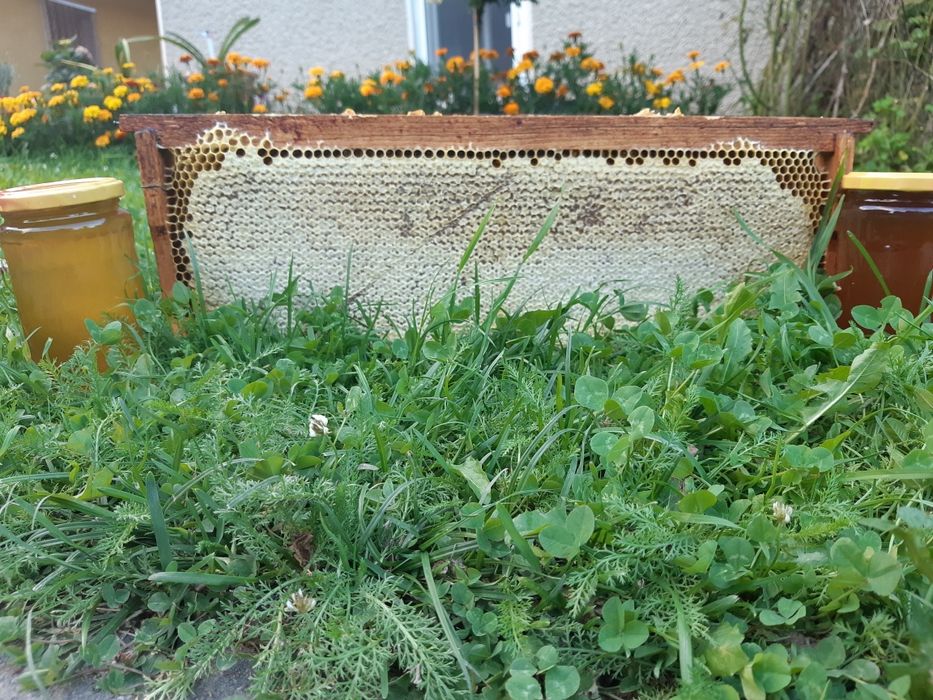 Miere poliflora din ,,Apuseni"