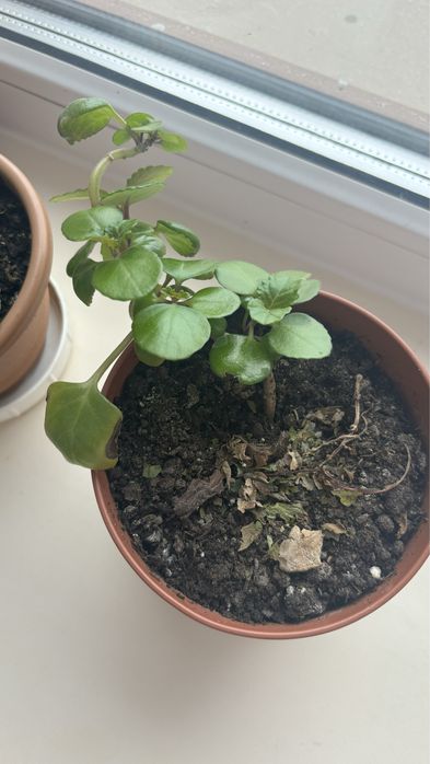 Продам Плектрантус - Шведский плющ