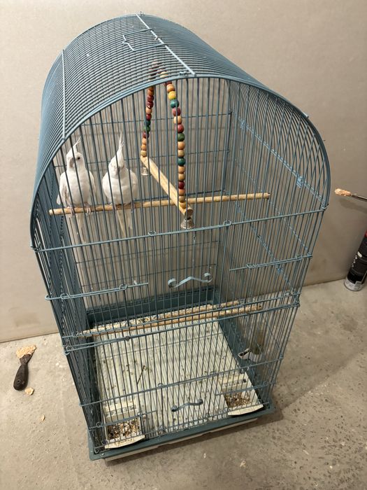 Vand pereche de nimfe