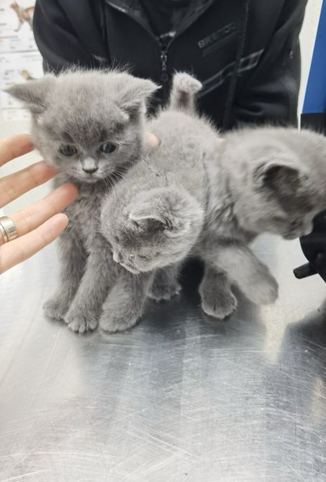 Чистокръвни британски котенца