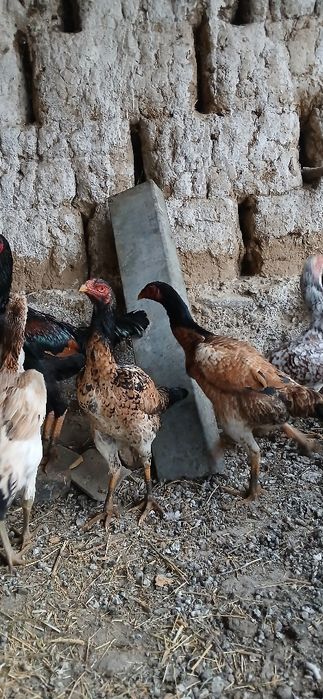 Дакан мекендер сатылады