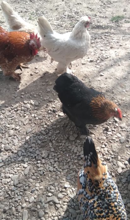 Ouă incubat găini pitice