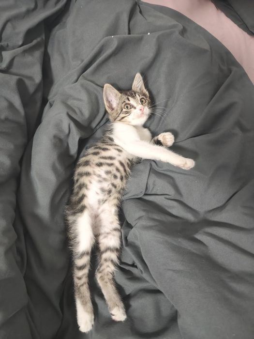 Отдам котенка в добрые руки