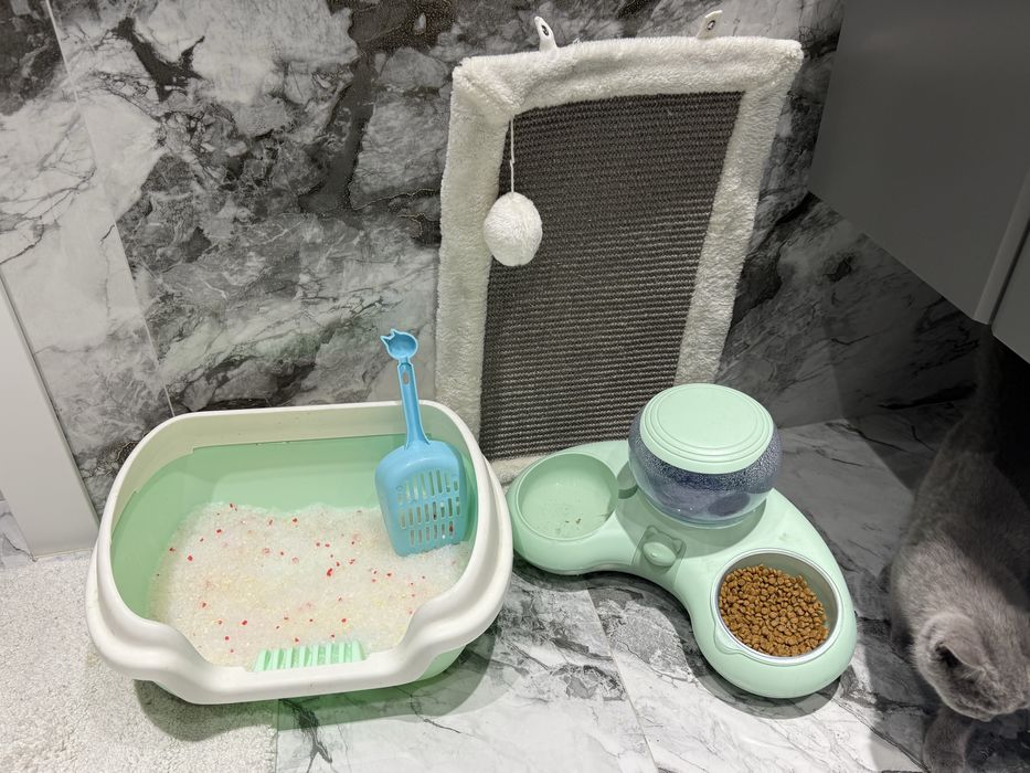 Scottish strait mushuk sotiladi.