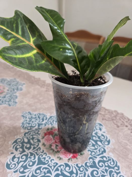 Продам не дорого