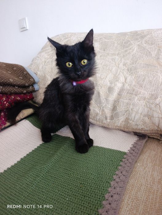 Котенок в добрые руки