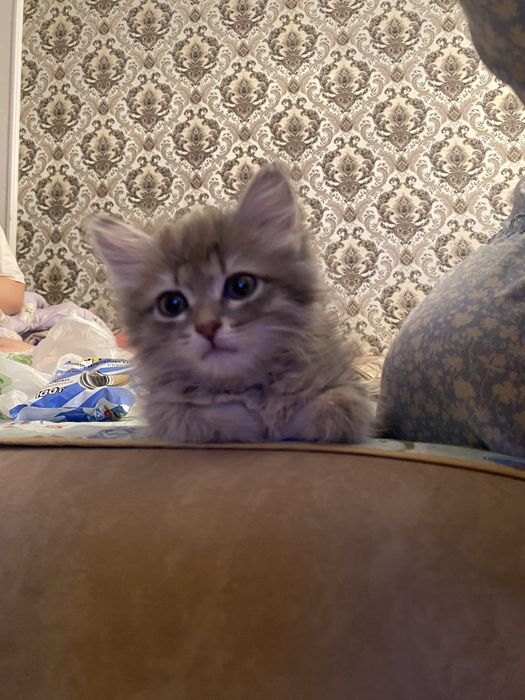 бала мысық сатылады