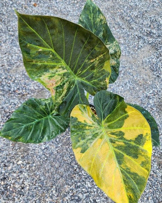 Клубни  алоказий