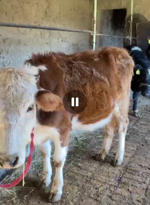 Gunajin sotladi brnch qoringa bugoz 7.5 oylik soglom