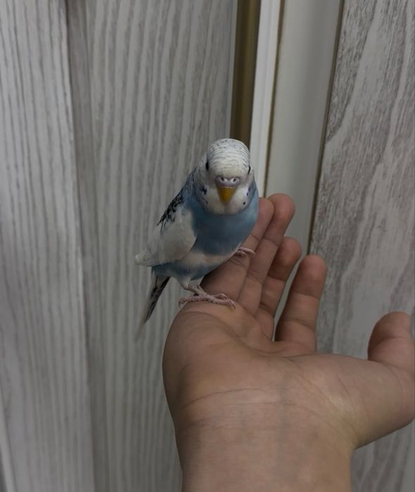 Волнистый Ручной 100%