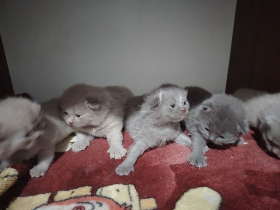 British mushukchalar sotiladi 
Sog‘l