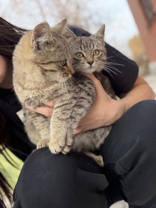 Отдам котенка в добрые руки