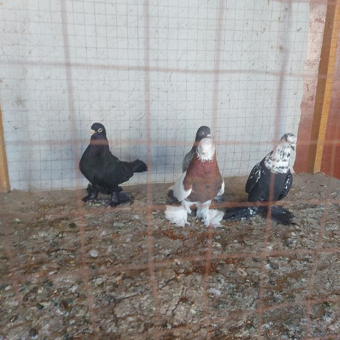 Капкан Челкар Жук  Соч