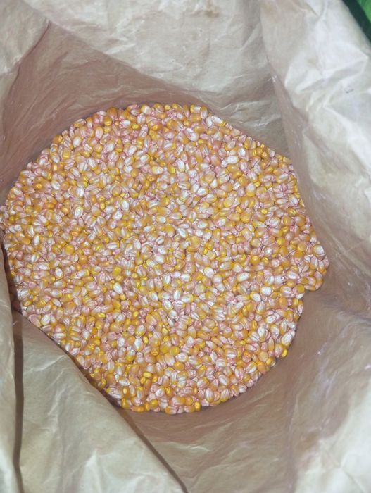 Семена кукурузы golben west