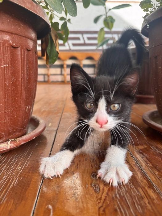 Кошки, отдам в добрые руки