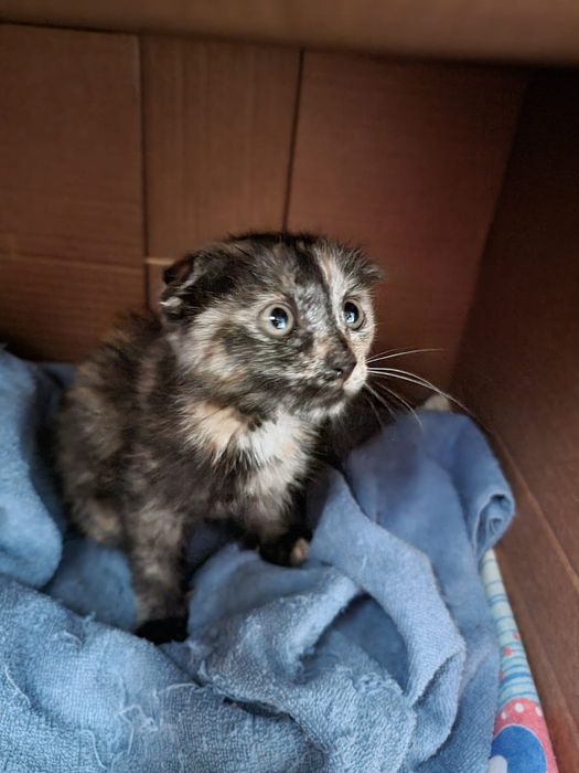 Вислоухий котенок в дар