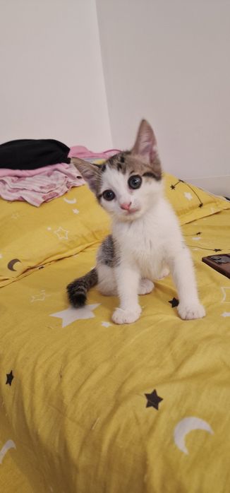 Donez pisoiasi 1 luna si 3 saptamani