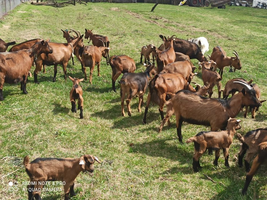 Vând capre alpin francez