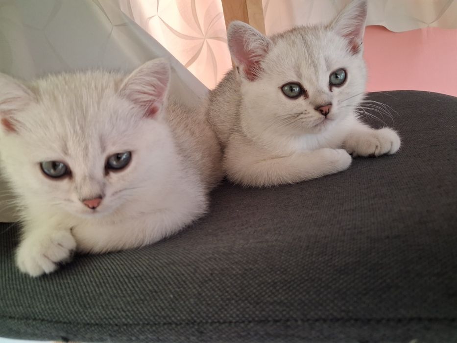 Сребърни британски котенца