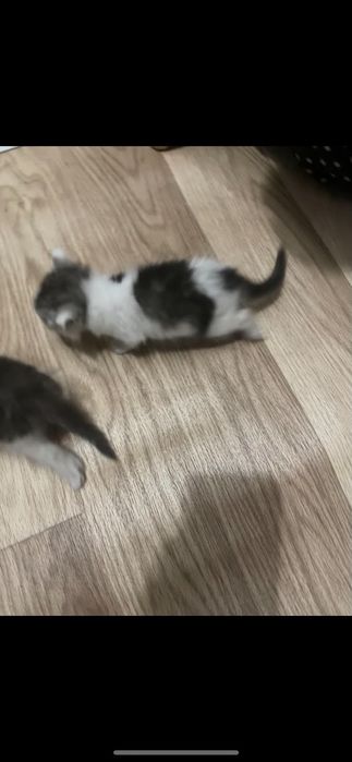 Отдам котят в добрые руки