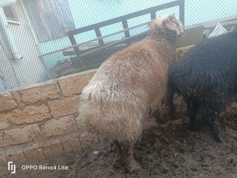 Кошкар сатылады   колдан бағылган