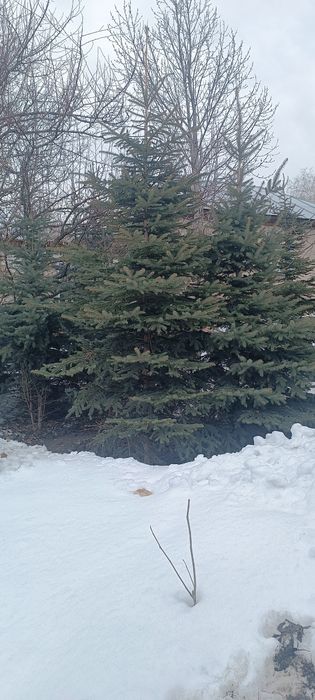 Ёлки голубые и зелёные продам